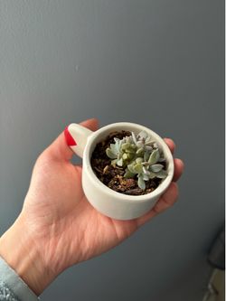 Succulents in espresso cup