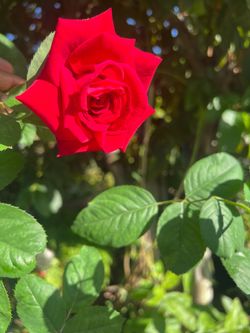 Rosal
