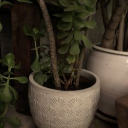 Variety Ceramic Pots, Some With Plants  🪴