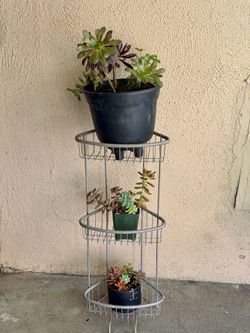 Plant Stand & Succulents