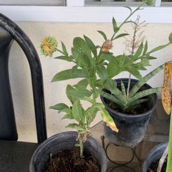 Marigolds Flower  Pot 9$