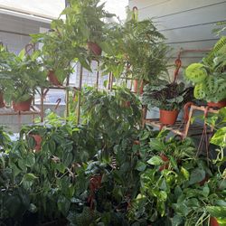 Tons Of Houseplants For Sale For $18 Each