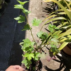 Gooseberry Plant