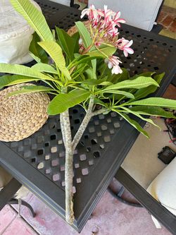 Plumeria cuttings