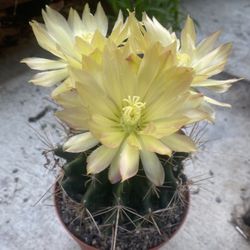 Blooming Cactus Plant, In 6 Inch Pot Pick Up Only
