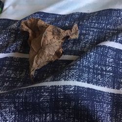 A Leaf That Looks Like A Ship From Star Wars