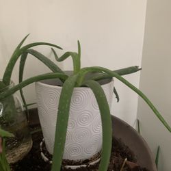 Aloe Plant