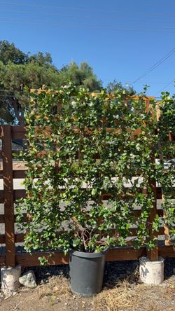 Star Jasmine on Trellis – 6 ft x 4 ft – Ready for Landscaping