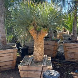 yucca rostrata