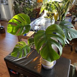 Monstera Aurea