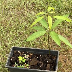 Natural Medicinal Plants  For Sale