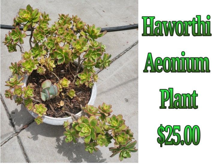 Haworthi Aeonium Plant