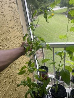 Roma Tomato Plants