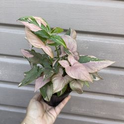 5” syngonium pink splash
