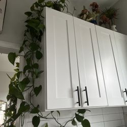 Pothos Cuttings (variety) 