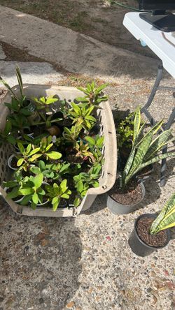 Plants