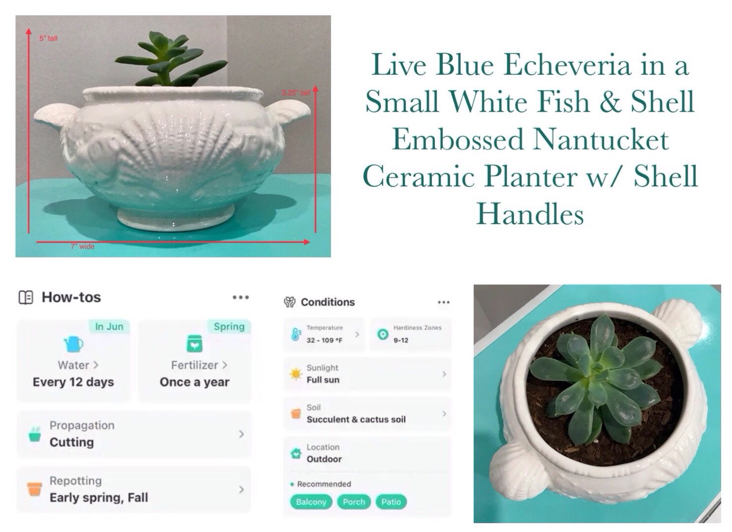 Live Blue Echeveria in a Small White Fish & Shell Embossed Nantucket Ceramic Planter w Shell Handles