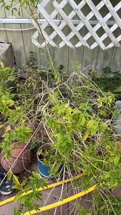 Wild LEMON VERBENA Bush