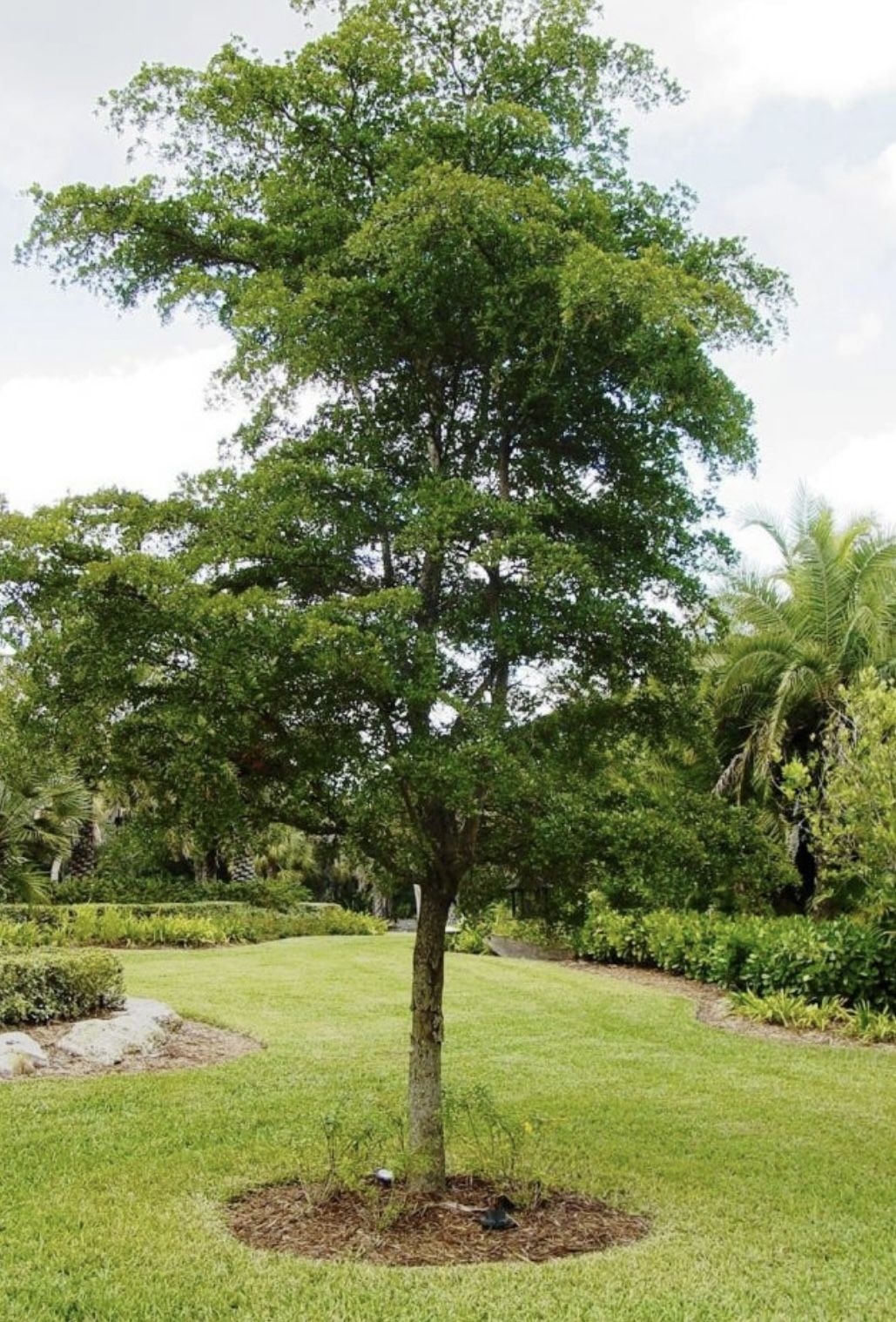 Shady Lady Black Olive Tree 10-12ft Tall