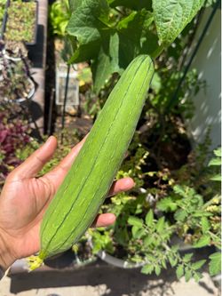 肉丝瓜苗 meaty luffa / loofah seedlings 🌱 starter plant