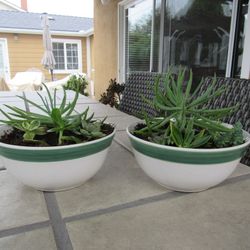 Pair Of Green Stripe Beige Garden Pots With Succulents 