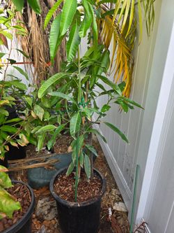 Triple Time mango seedling tree in a 15 gallon container