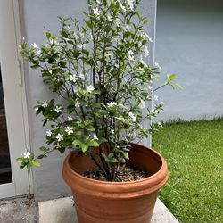 Plant Pot - Ceramic Italian