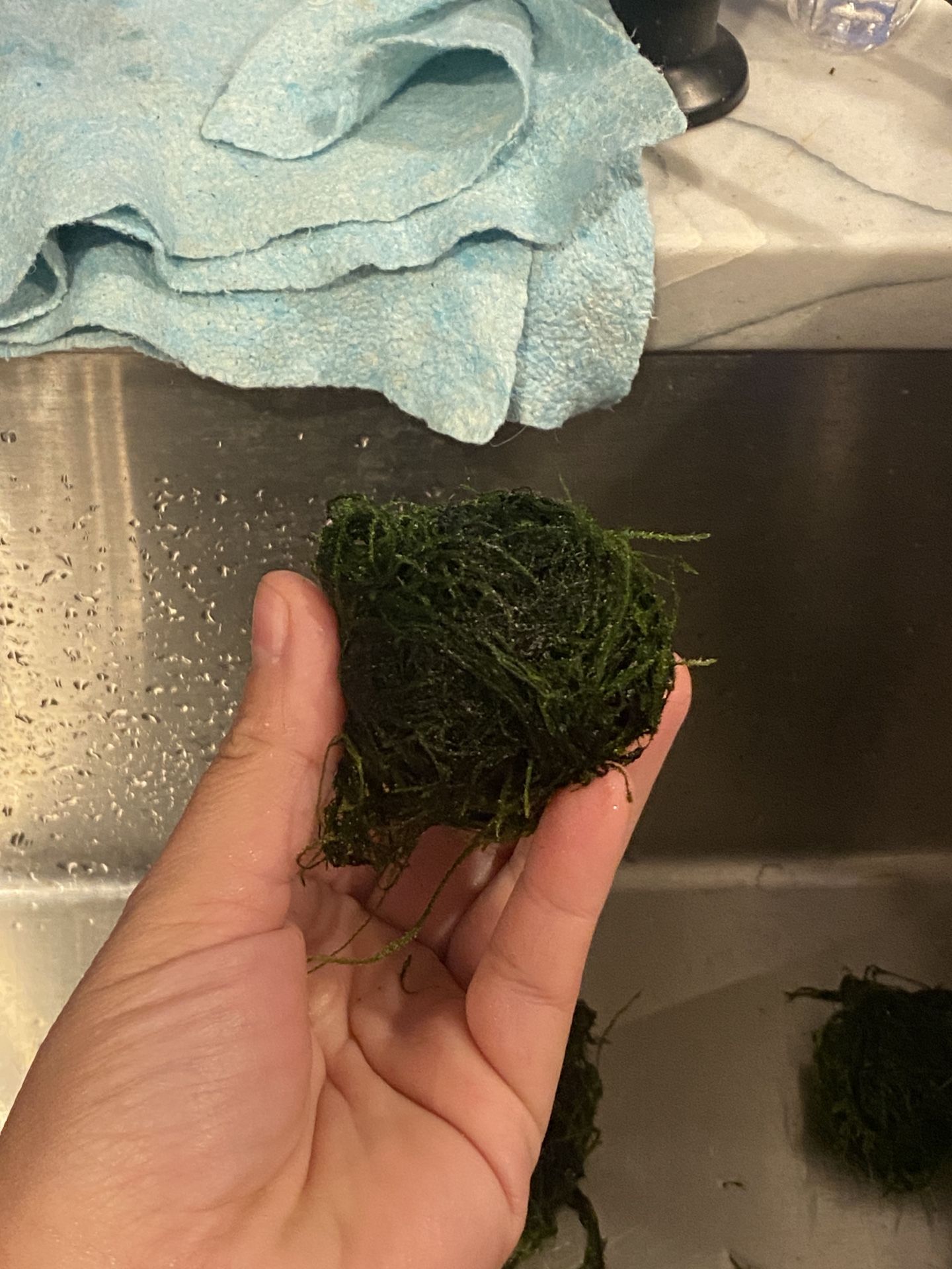 Moss Clumps
