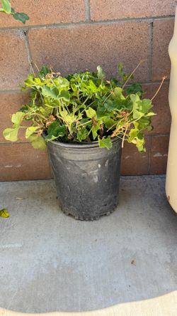 Plantas