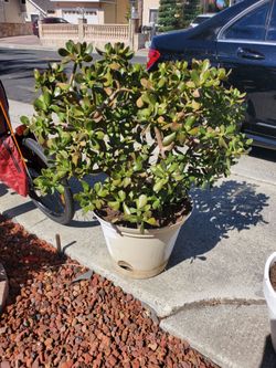 Jade Plants for sale $35 /each or $100/for 3