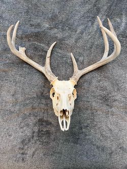 Large Real Whitetail Deer Skull w/ Antlers 21” European Mount Taxidermy