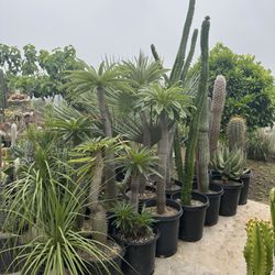 Wide Variety Of Cactus And Succulents Plants 