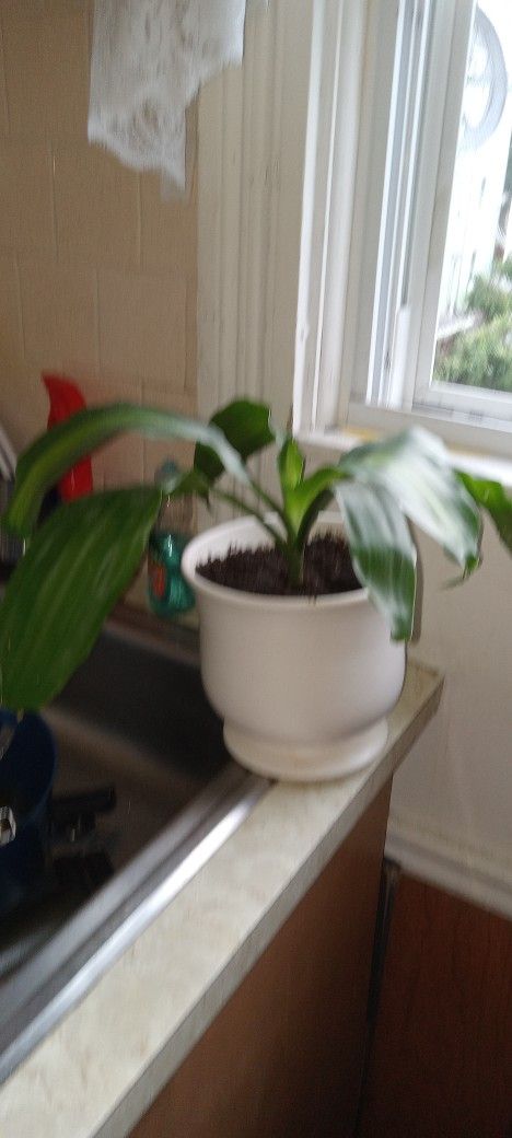 House Plant With Ceramic Pot