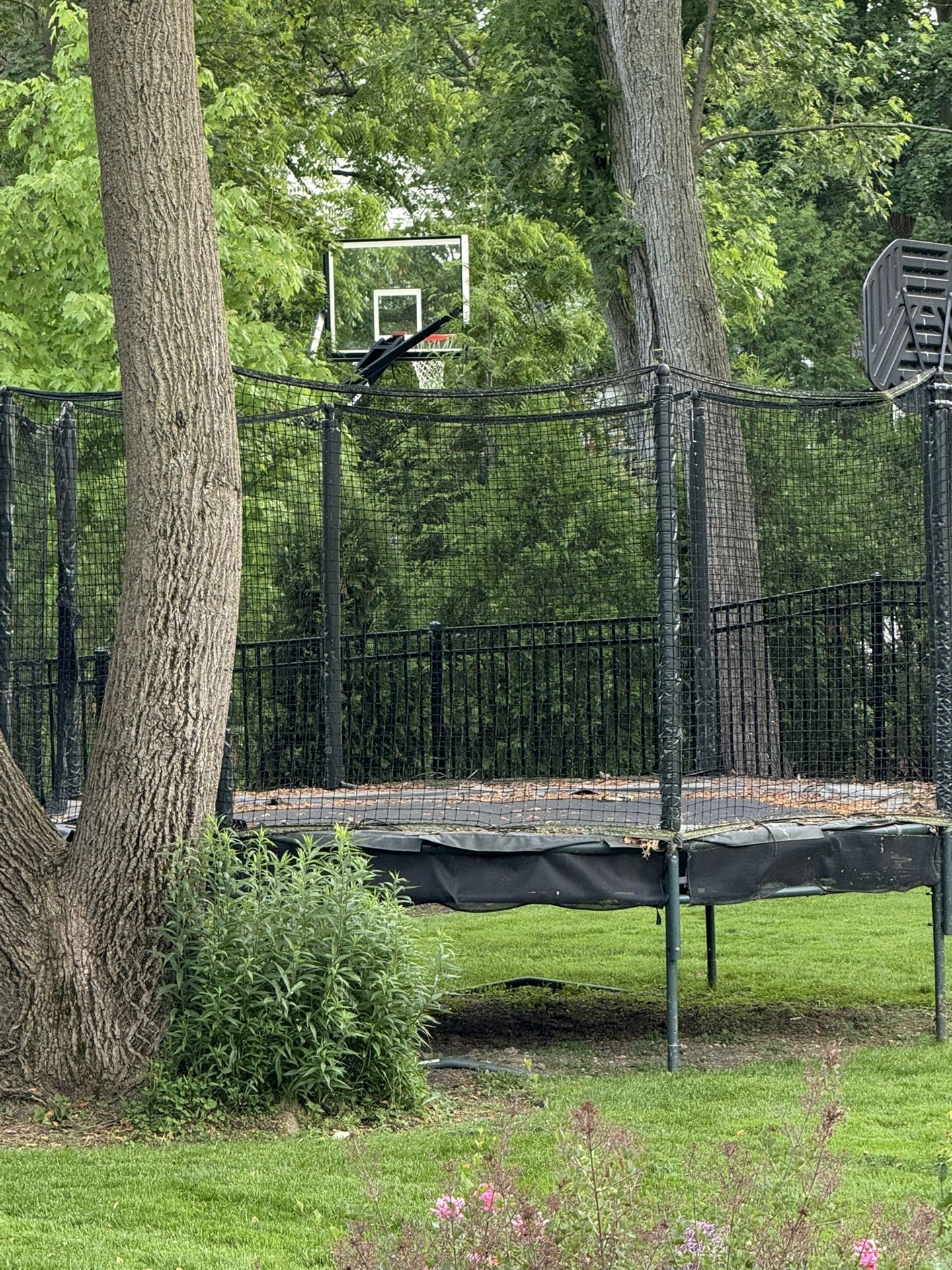 Free Trampoline
