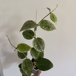 Hoya Verticillata Heart Leaf Splash 