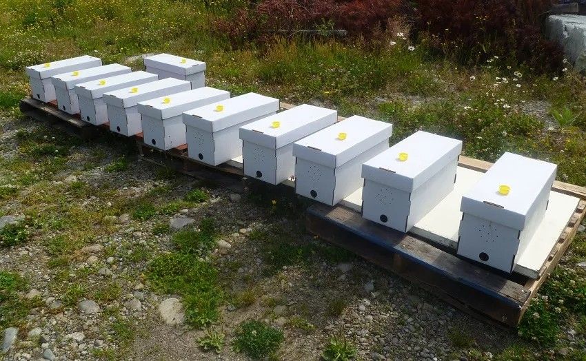 Vendemos Núcleos Y Colmenas De Abejas