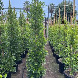 Ficus Nitida Privacy Hedge
