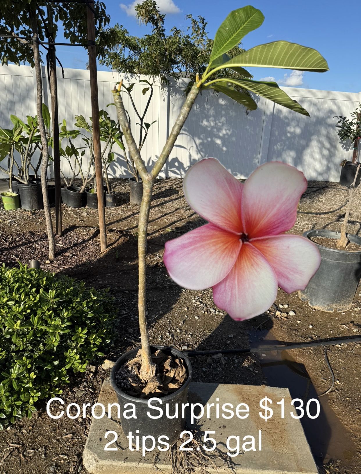 Plumeria Corona Surprise