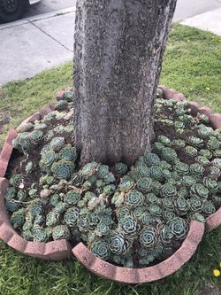 Succulent flower 🌺