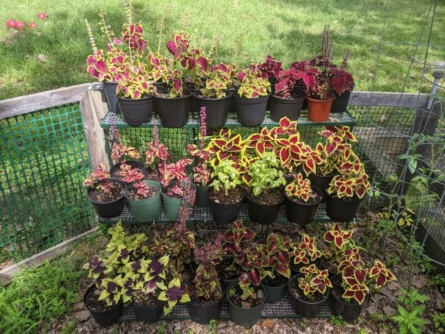 Beautiful Coleus Plants