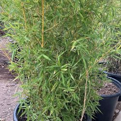 Bamboo Plants 