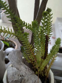 Various succulents/plants
