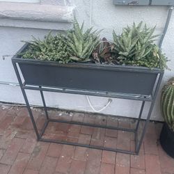 CB2 Planter With Succulents 