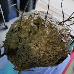 Wasp Nest Complete 