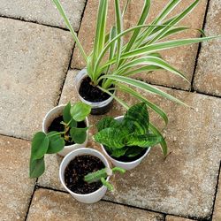 5 Plants 2-Variegated Spider, 1-Dwarf Snake, 1-Heartleaf Philodendron, 1-Huernia