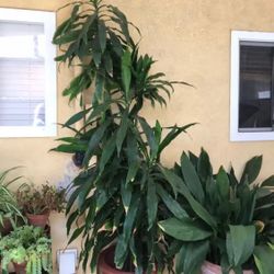 Dracaena 7ft 6 Plants In One Ceramic Pot
