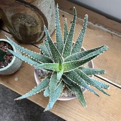 Healthy Aloe Succulent 