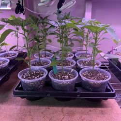 Pardon Pepper Plants 4” Pot