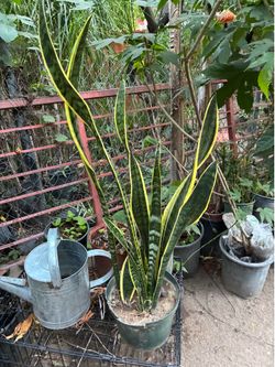 Plant