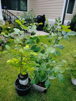 Walnut Trees